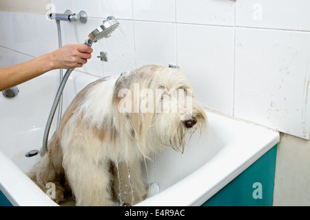 Bearded Collie, bathing sequence in grooming parlour Stock Photo