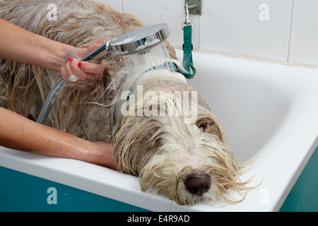 Bearded Collie, bathing sequence in grooming parlour Stock Photo