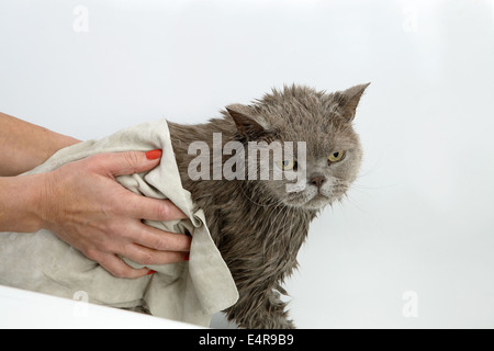 Blue British Shorthair: being dried after bath Stock Photo