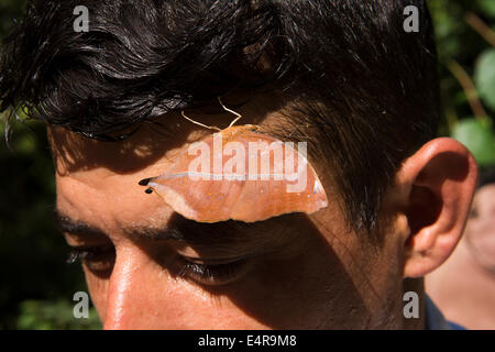 Nepal, Pokhara, Orange Oakleaf, Dead Leaf butterfly (Kallima inachus) drinking sweat on man’s forehead Stock Photo