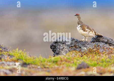 Alpenschneehuhn, Rock Ptarmigan, Ptarmigan, Lagopus mutus, Lagopède alpin, Lagopède des Alpes, Lagópodo Alpino