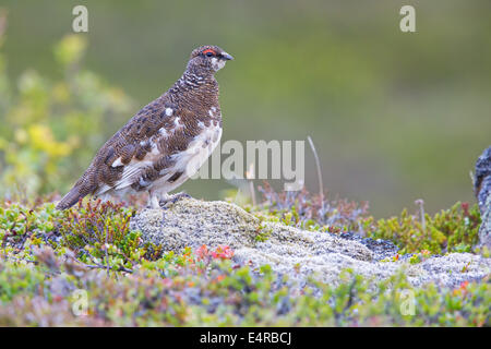 Alpenschneehuhn, Rock Ptarmigan, Ptarmigan, Lagopus mutus, Lagopède alpin, Lagopède des Alpes, Lagópodo Alpino