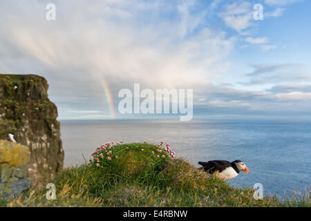 Parrot diver, Atlantic Puffin, Fratercula arctica , Papageitaucher, Atlantic Puffin, Fratercula arctica, Papageientaucher Stock Photo