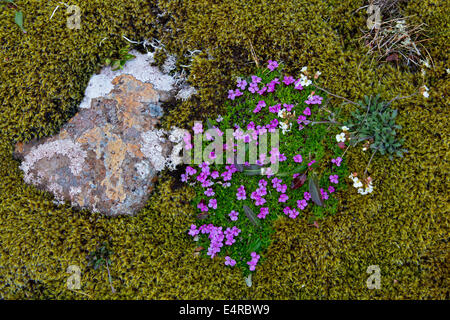 Iceland, scenic, Landschaft in Island Stock Photo