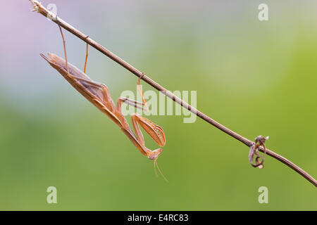 European mantis, Europäische Gottesanbeterin, Mantis religiosa Stock Photo