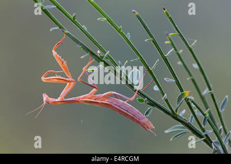 European mantis, Europäische Gottesanbeterin, Mantis religiosa Stock Photo