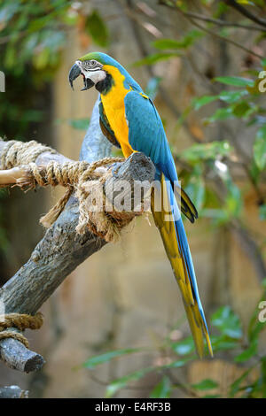 Blue and yellow macaw perched on tree Stock Photo