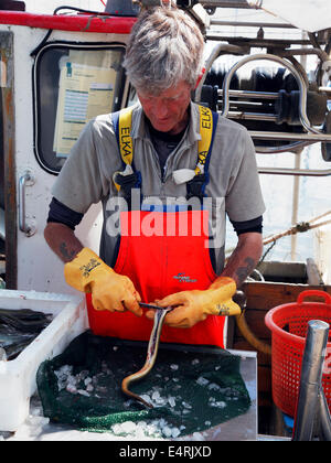A Danish fisherman cleans eels on his coastal fishing vessel in Vedbaek Harbour north of Copenhagen, Denmark. A satisfactory daily catch of eels from the Øresund (The Sound between Denmark and Sweden). Stock Photo