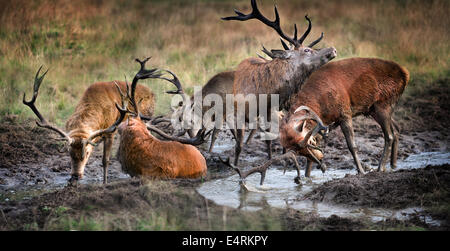 A group of stags wallow and bath in a pool of muddy water. Black and white version also on Alamy. Digitally compiled. Stock Photo