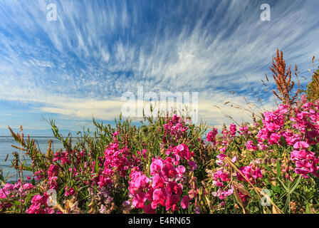 American Vetch and moving clouds on Dallas Road waterfront-Victoria, British Columbia, Canada. Stock Photo