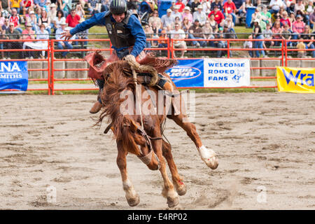 2009 Luxton Pro Rodeo bareback bronc riding event-Metchosin, British Columbia, Canada. Stock Photo