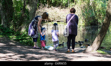 Feeding the waterbirds Milton country park Stock Photo