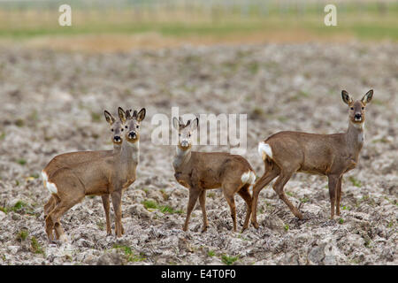 Roe deer (Capreolus capreolus) doe and young bucks with antlers covered in velvet foraging in field in spring Stock Photo