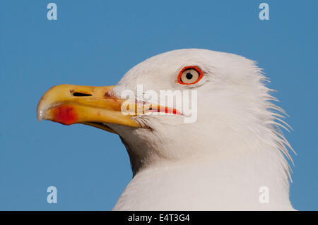 Portrait of head of Lesser Black Backed Gull LARUS FUSCUS  sitting on pole at Rialto Market Venice Italy  PORTRAIT LESSER BLACK Stock Photo