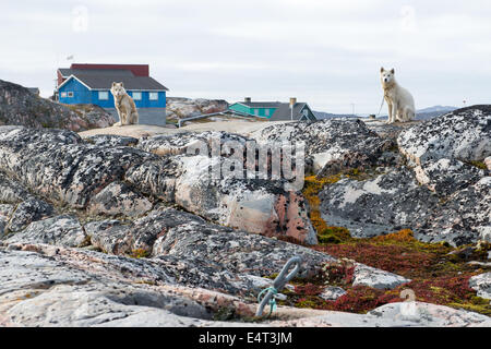 Sledge dogs in Greenland in summer. During summer the dogs are usually put on lashes and left outdoors at all times Stock Photo