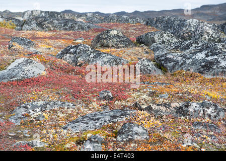 Detail of lichen and tundra vegetation in Greenland during summer Stock Photo