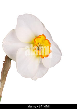 Side view of a flower and stem of the red-rimmed, small yellow cup daffodil cultivar Excitement against a white background Stock Photo