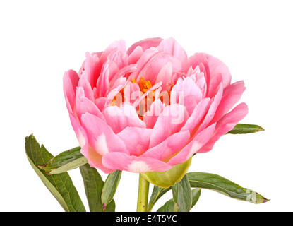 One double flower stem and leaves of a pink peony (Paeonia lactiflora) cultivar isolated against a white background Stock Photo