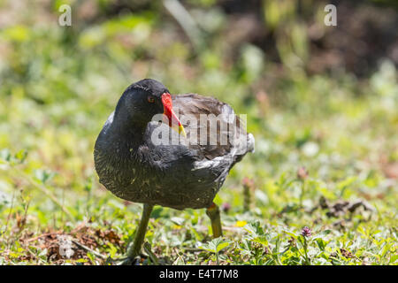 Common moorhen (Gallinula chloropus) with distinctive red frontal shield at Arundel Wildfowl and Wetlands Trust (native resident) Stock Photo