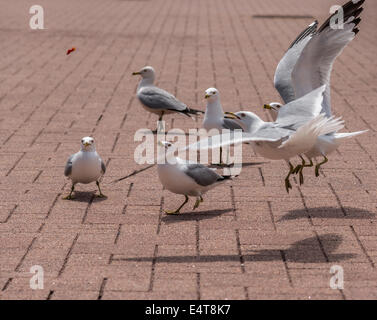 A small flock of sea gulls eye a red piece of food in mid flight. Stock Photo