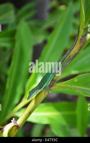 Anolis bimaculatus bimaculatus, St Kitts Stock Photo