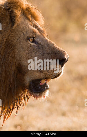 Portrait of Male Lion (Panthera leo), Masai Mara National Reserve, Kenya Stock Photo