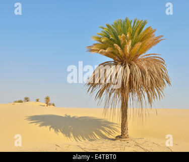 Date Palm in Sand Dune, Matruh Governorate, Libyan Desert, Sahara Desert, Egypt, Africa Stock Photo