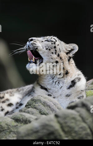 Portrait of Snow Leopard (Panthera unica) Yawning in Zoo, Nuremberg, Bavaria, Germany Stock Photo