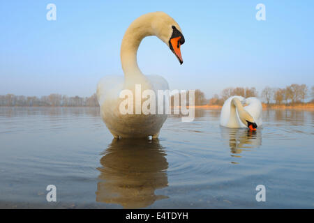 Mute Swans (Cygnus olor) on Lake, Hesse, Germany Stock Photo