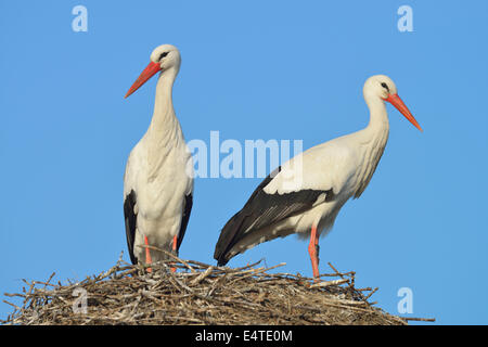 White Storks (Ciconia ciconia) on Nest, Hesse, Germany Stock Photo