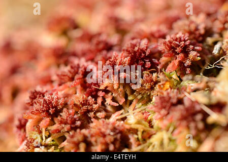 Close-up of Sphagnum Moss (Sphagnum rubellum) in Swamp in Early Spring, Upper Palatinate, Bavaria, Germany Stock Photo