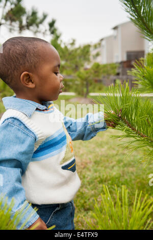 Boy Examining Pine Tree Branch, Maryland, USA Stock Photo