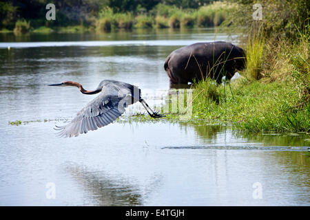 Goliath Heron at Lake Panic in the Kruger National Park, South Africa Stock Photo