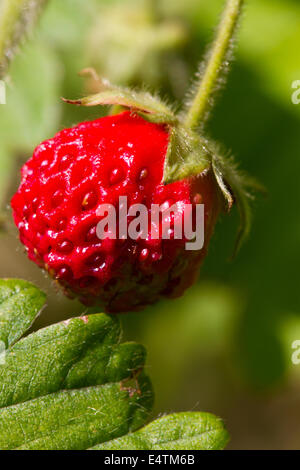 Fresh strawberry, natural green background Strawberry bush growing in the garden Stock Photo