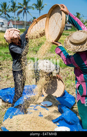 Women Sifting Rice in the Wind, Bali, Indonesia. Stock Photo