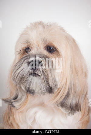 Portrait of lhasa apso dog Stock Photo
