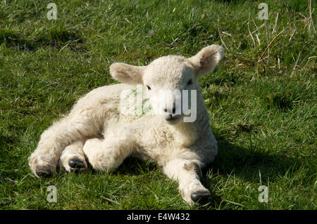 Photograph of a spring lamb, laying down on the ground Stock Photo
