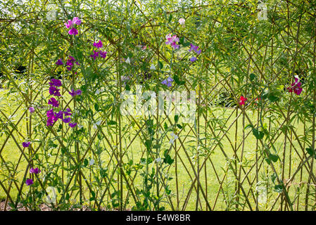 Sweet Peas growing on a living willow archway at RHS Harlow Carr gardens. Harrogate, England Stock Photo