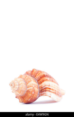 One side of a shellfish Stock Photo