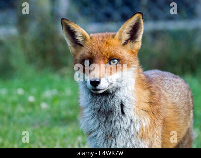 European red fox (Vulpes vulpes): the largest of the true foxes Stock Photo