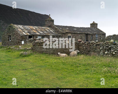dh Rackwick HOY ORKNEY Stone cottage bothy sheep sheltering stone wall  house uk scotland cottages Stock Photo