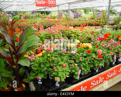 garden centre sale half price surplus overstock plants EDITORIAL USE ONLY Stock Photo