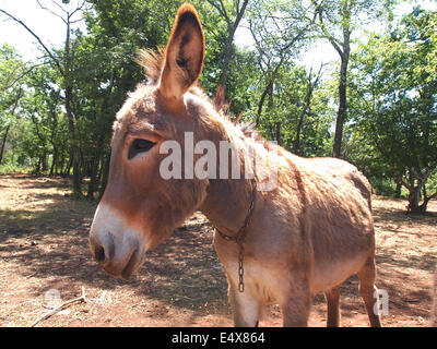 cute and funny donkey on the farm Stock Photo