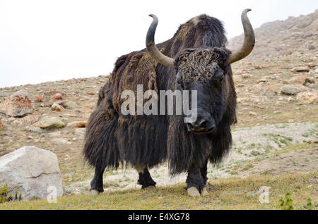Brown tibetan yak Stock Photo