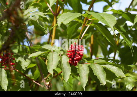 Sambucus racemosa, Red elderberry Stock Photo