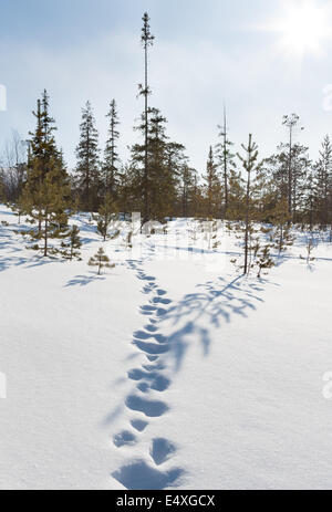 footprints and tracks in the snow in the high mountains Stock Photo - Alamy