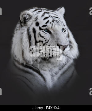 White  Tiger Portrait Stock Photo