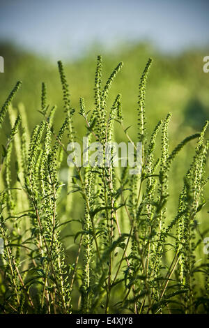Common Ragweed (Ambrosia artemisiifolia) Stock Photo