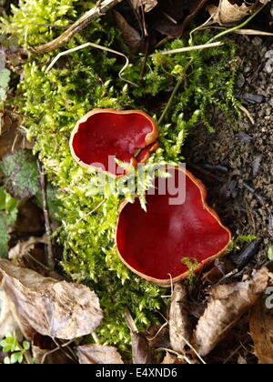natural forest - Sarcoscypha jurana Stock Photo