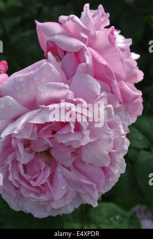 Rosa Mary Rose 'Ausmary' with dew Stock Photo